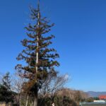 鈴鹿市 樹齢60年 スギ 高木 伐採前 剪定屋空
