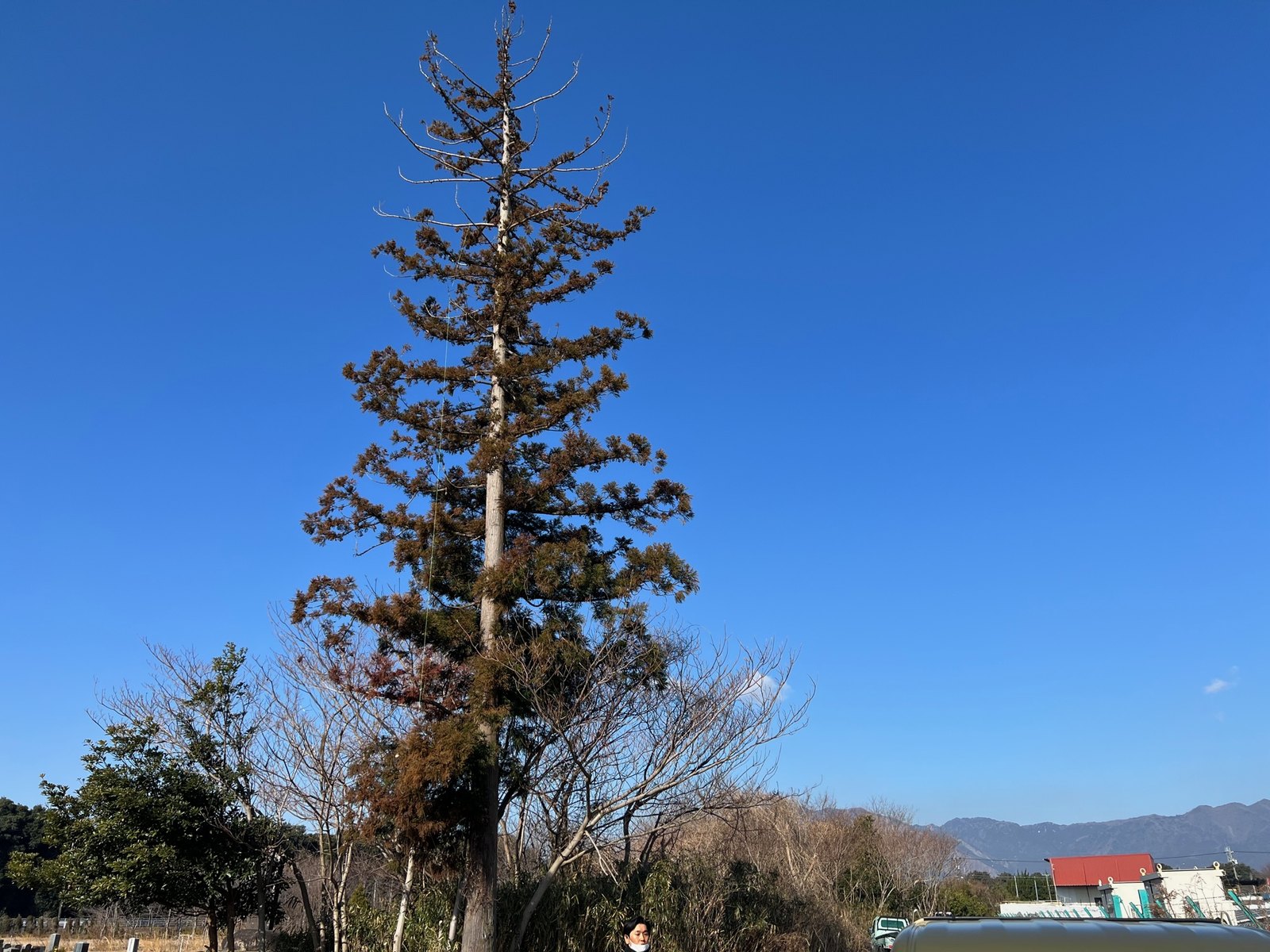 鈴鹿市 樹齢60年 スギ 高木 伐採前 剪定屋空
