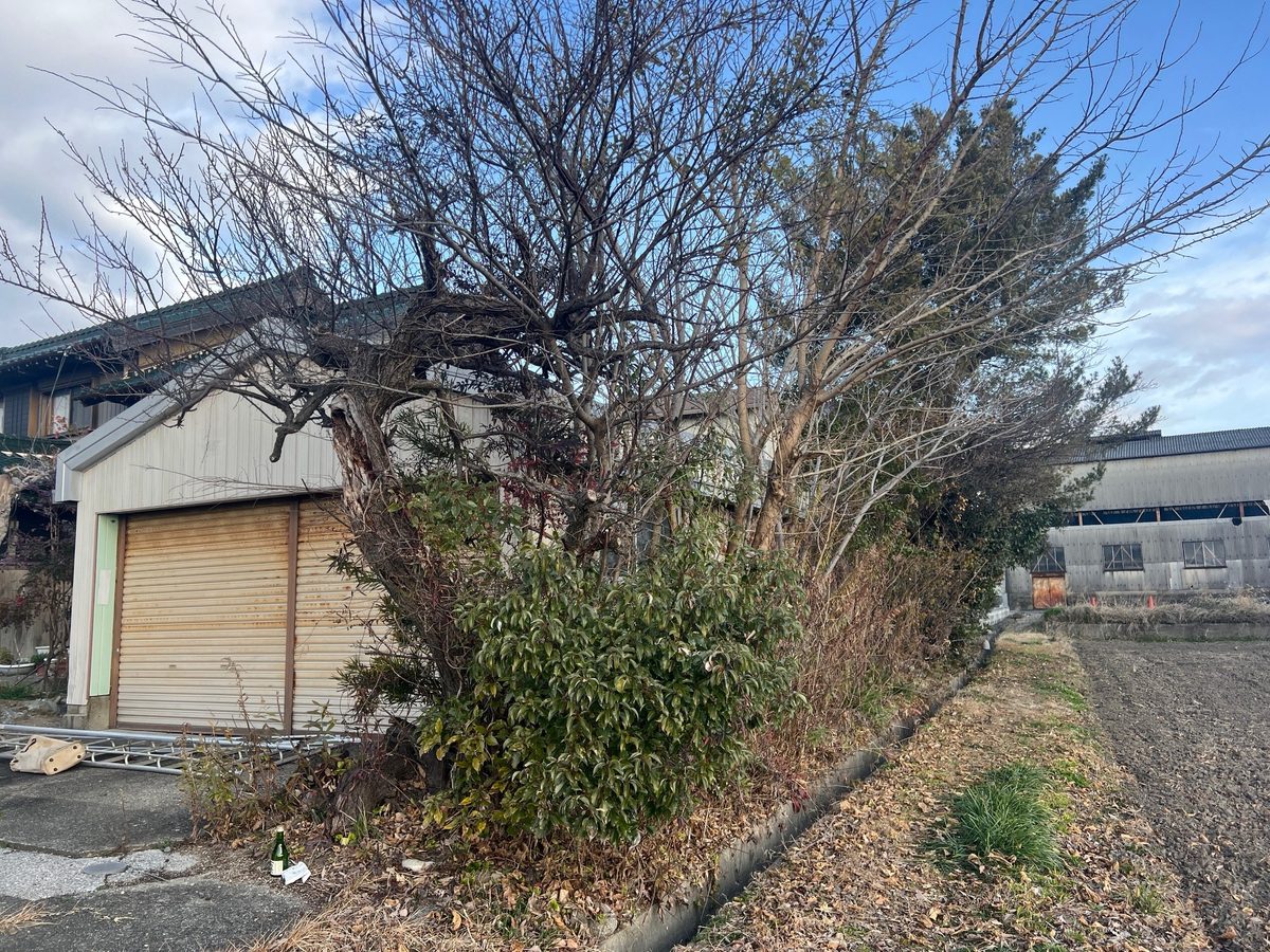 東員町 倉庫前のウメ 伐採前 剪定屋空