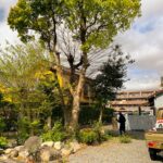 四日市市 セットバック 支障木 抜根前 剪定屋空