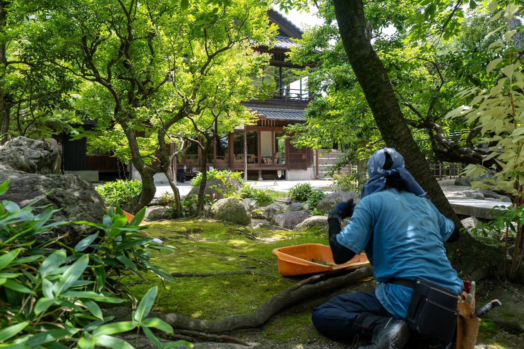 四日市市 尾上別荘 日本庭園 回復した苔と手取り除草