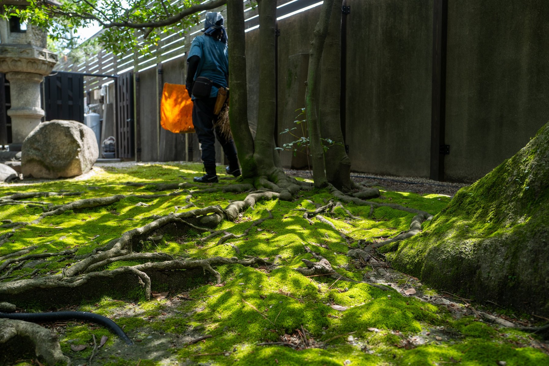 四日市市 尾上別荘 日本庭園 苔庭の手作業 根上がりと苔