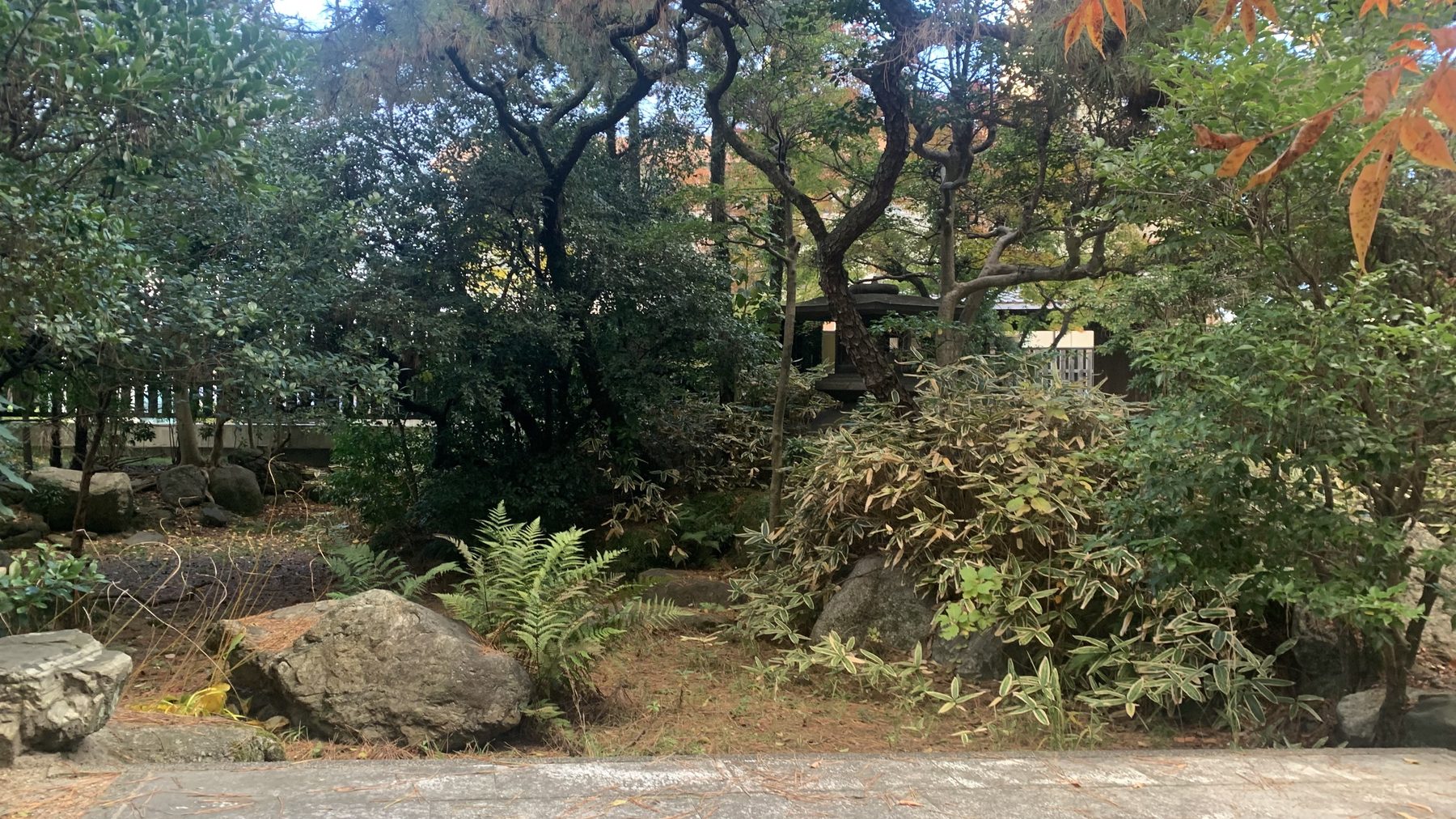 四日市市 尾上別荘 日本庭園 定期管理前の秋 苔のない地面