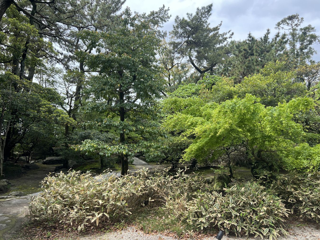 四日市市 尾上別荘 日本庭園 定期管理を始める前のオカメザサと雑木