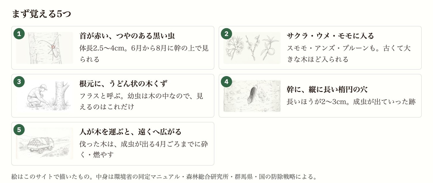 クビアカツヤカミキリの見つけ方 まず覚える5つ